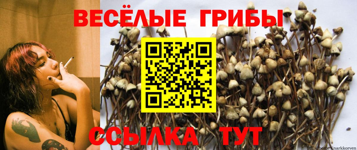 Лосино-Петровский  Галлюциногенные грибы Psilocybine cubensis  закладка  Вход с VPN 